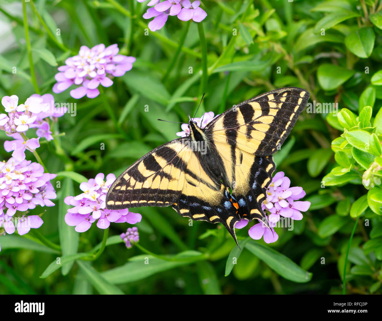 Tiger a coda di rondine Papilionidae a farfalla con ali spiegate, alimentando su verbena fiori Foto Stock