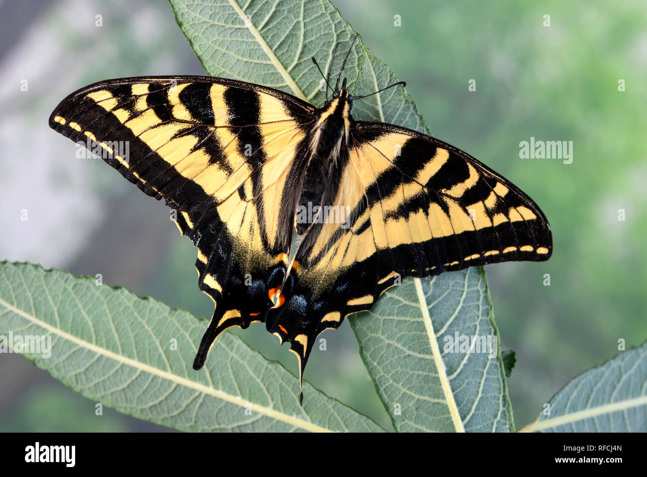 Tiger a coda di rondine Papilionidae a farfalla con ali stese su una foglia di salice - vista superiore Foto Stock