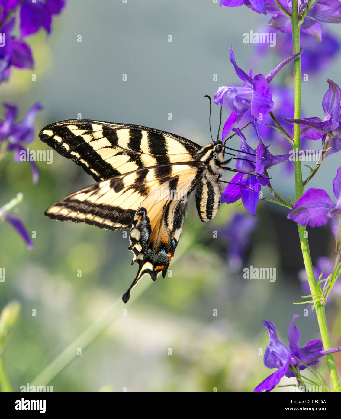Tiger coda forcuta farfalla Papilionidae alimentazione su un viola delphinium fiore, vista laterale Foto Stock