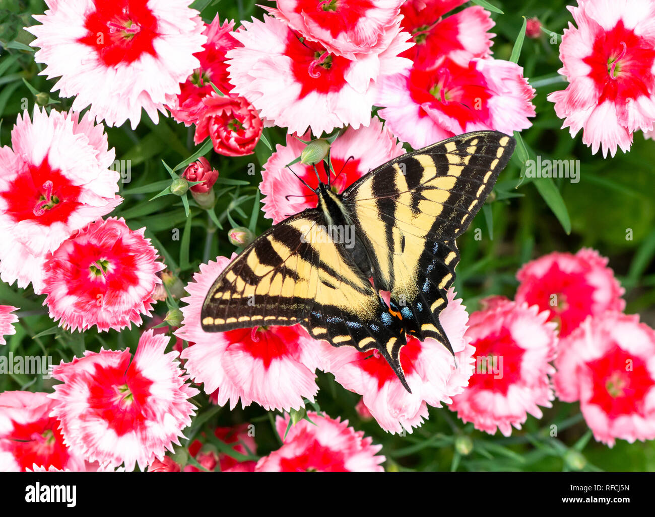 Tiger a coda di rondine Papilionidae butterfly - Western tiger a coda di rondine con ali stese, alimentazione di rosa fiori di dianthus Foto Stock