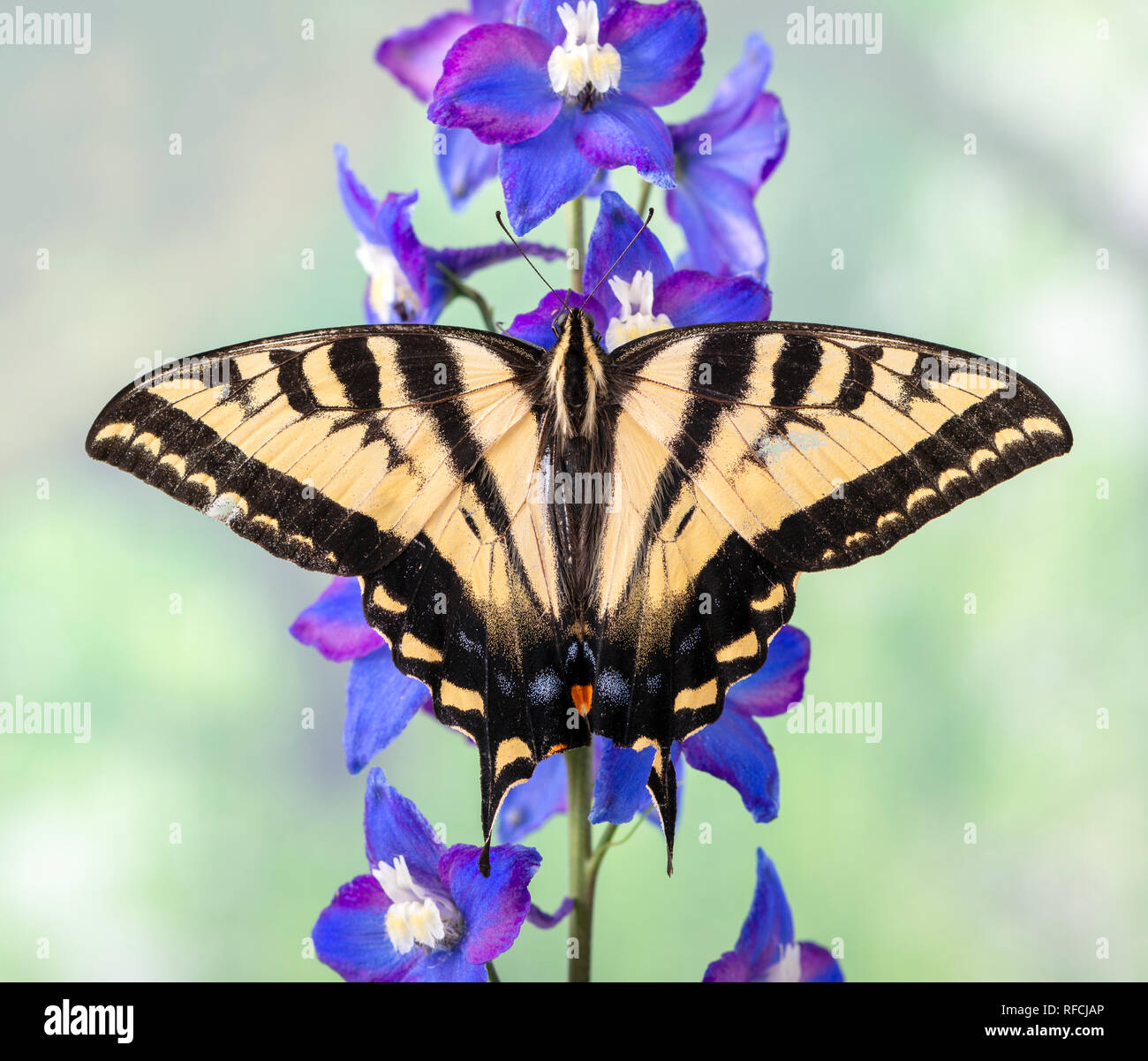 Tiger coda forcuta farfalla Papilionidae su un delphinium blu fiore con ali stese Foto Stock