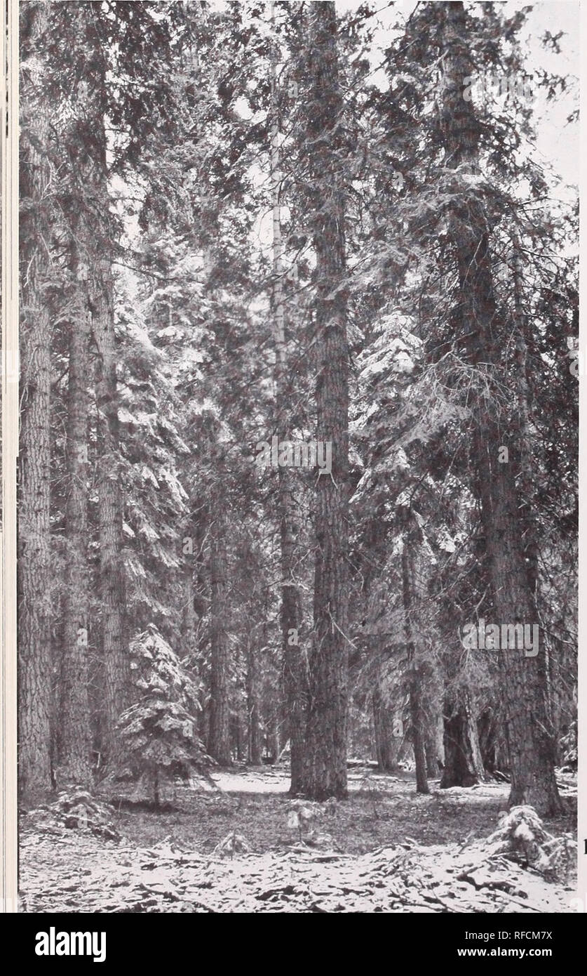 . Vegetazione di Oregon e Washington. La botanica Oregon ecologia; Botanica Washington (stato) Ecologia. dove si possono unire Libocedrus decurrens nel mantenimento di auto-perpetuando popolazioni. Abies concolor (o A. grandis) sembra essere la grande climax specie entro il misti- Zona di conifere; è più tolleranti specie normalmente presente e domina la riproduzione di conifere (fig. 82). Purtroppo non siamo in grado di delineare ulteriormente la diversità delle foreste e le altre comunità trovati entro la zona Mixed-Conifer a causa della mancanza di dati. La ricerca futura sarà senza dubbio illustrano il variegato e complesso impianto di co Foto Stock