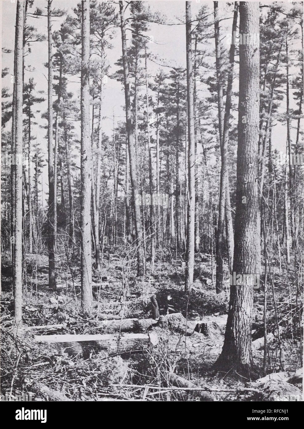 alberi singoli della foresta