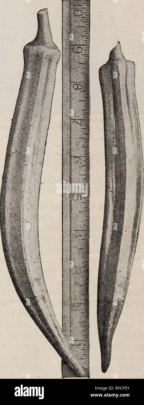 . Novità e specialità. Vivai (orticoltura) Pennsylvania Philadelphia cataloghi; vivaio PhiladelphiaCatalogs stockPennsylvania; VegetablesSeedsPennsylvaniaPhiladelphiaCatalogs; FlowersSeedsPennsylvaniaPhiladelphiaCatalogs; FruitPennsylvaniaPhiladelphiaCatalogs; GardeningEquipment e suppliesCatalogs; industria seme e tradePennsylvaniaPhiladelphiaCatalogs. Letto di funghi coltivati da RICHARD MILLTRACK INGLESE SPAWN. Richard Milltrack inglese bianco di funghi (micelio (appena importati). Questa celebrata marca è preferita da tutti i grandi produttori di funghi della Gran Bretagna, e ha dato la scommessa Foto Stock