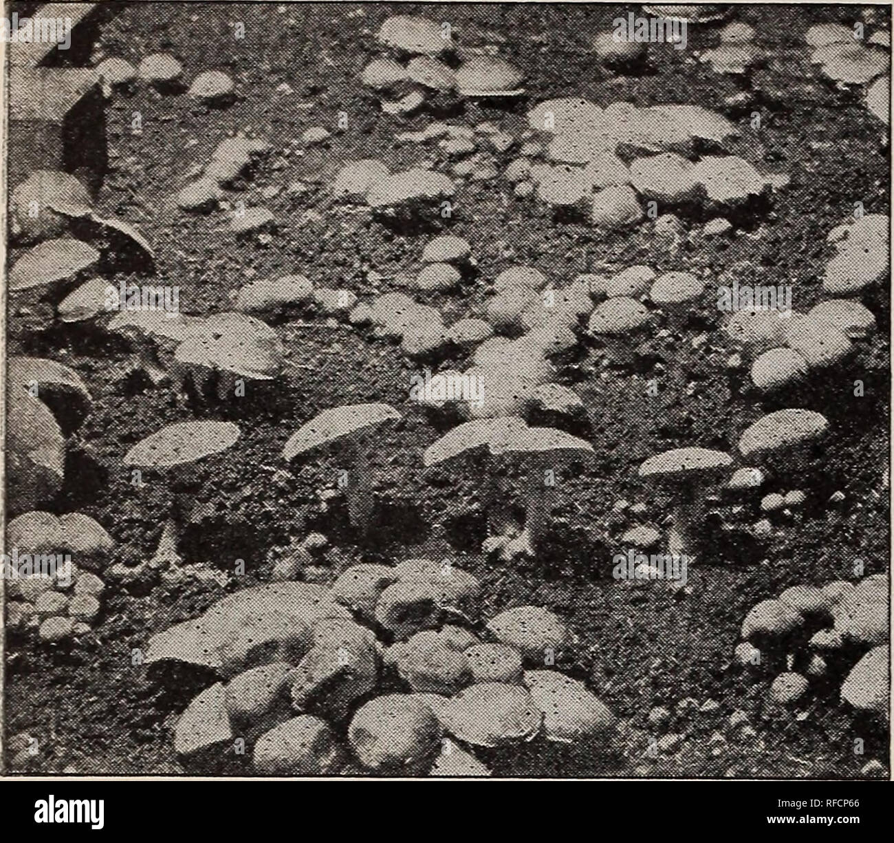 . Novità e specialità. Vivai (orticoltura) Pennsylvania Philadelphia cataloghi; vivaio PhiladelphiaCatalogs stockPennsylvania; VegetablesSeedsPennsylvaniaPhiladelphiaCatalogs; FlowersSeedsPennsylvaniaPhiladelphiaCatalogs; FruitPennsylvaniaPhiladelphiaCatalogs; GardeningEquipment e suppliesCatalogs; industria seme e tradePennsylvaniaPhiladelphiaCatalogs. 40 JOHNSON &AMP; STOKES, Philadelphia bianco di funghi (micelio. Letto di funghi coltivati da RICHARD MILLTRACK INGLESE SPAWN. Richard Milltrack inglese bianco di funghi (micelio (appena importati). Questa celebrata marca è preferita da tutti i larg Foto Stock