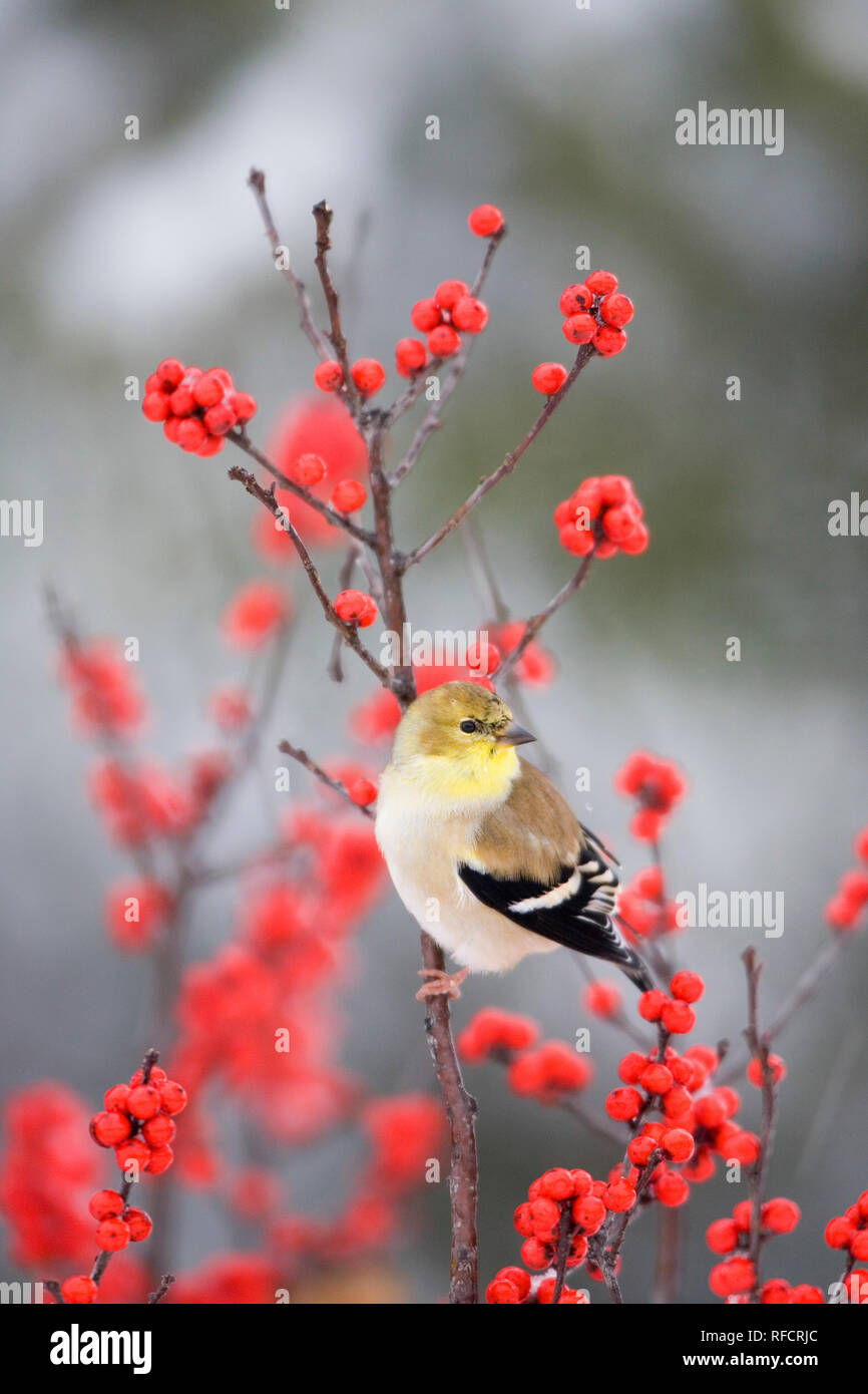 01640-155.13 American Cardellino (Carduelis tristis) in comune Winterberry (Ilex verticillata) in inverno, Marion Co. IL Foto Stock