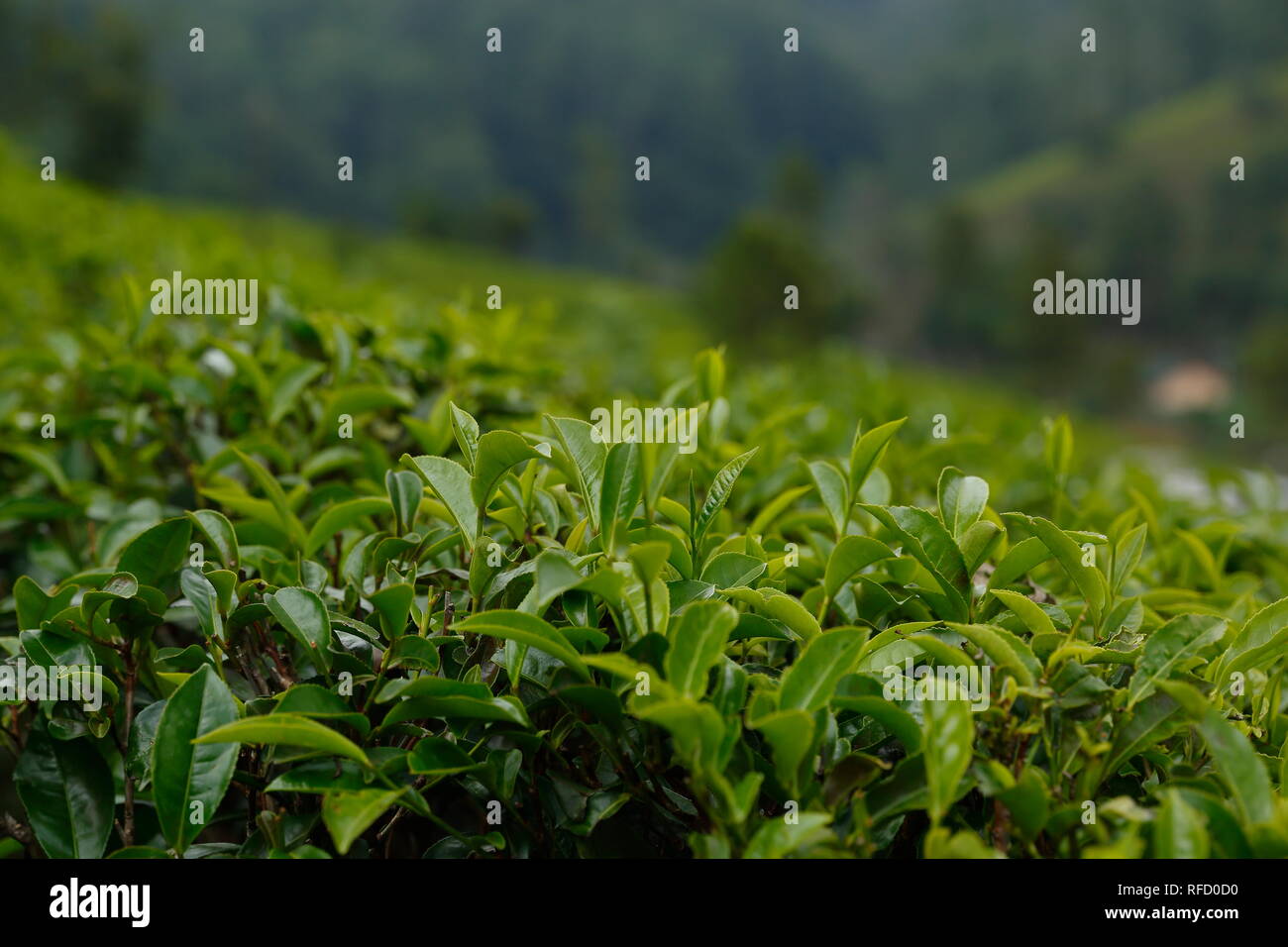 La piantagione di tè. Nuwara Eliya, Sri Lanka. Foto Stock