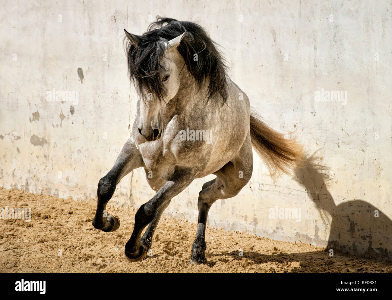 Colline punteggiano grigio stallone lusitano di acceso al Liberty, Portogallo Foto Stock