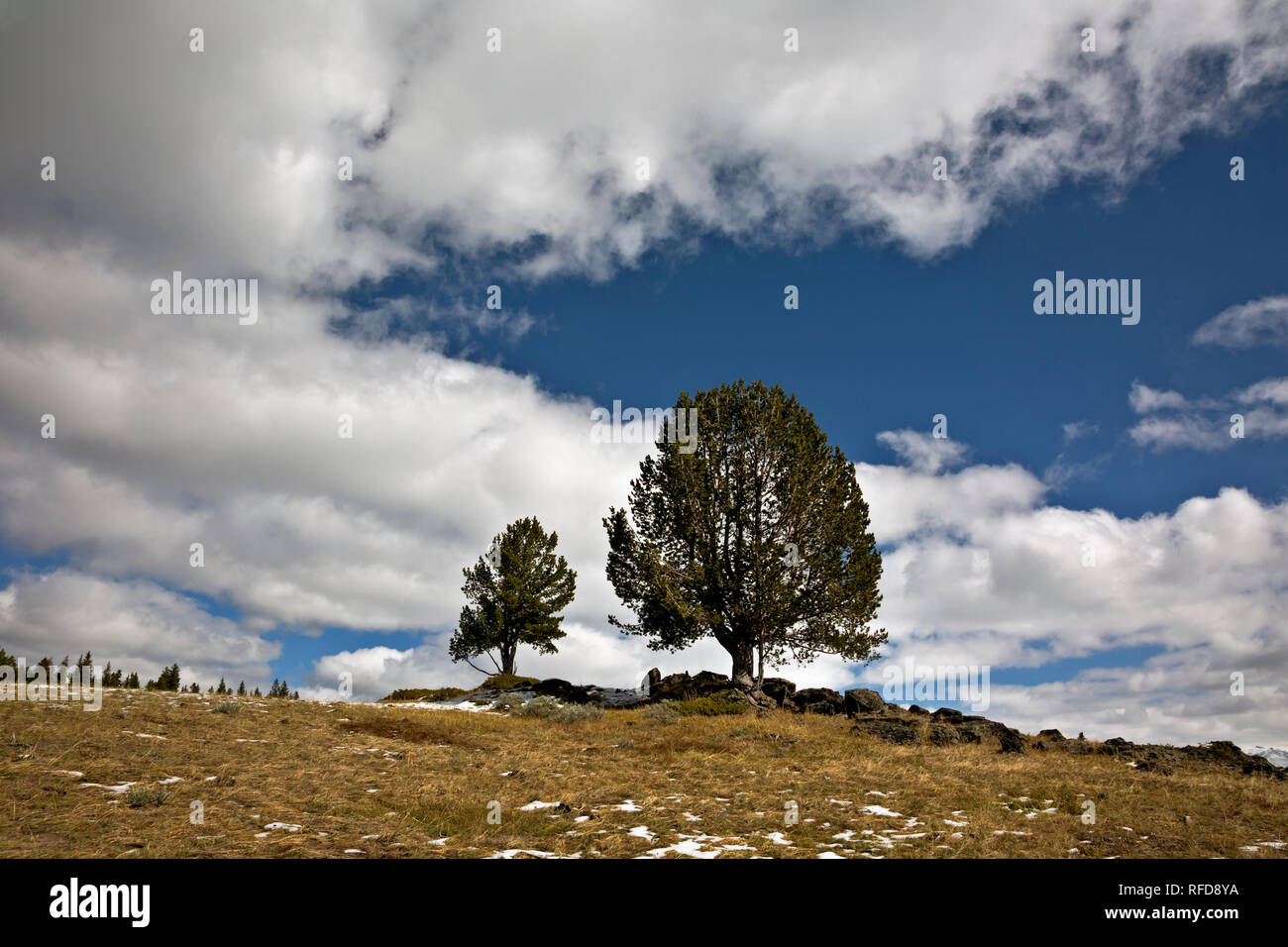 WY02971-00...WYOMING - Alberi su un colle vicino a punto di tempesta sulle sponde del Lago Yellowstone nel Parco Nazionale di Yellowstone. Foto Stock
