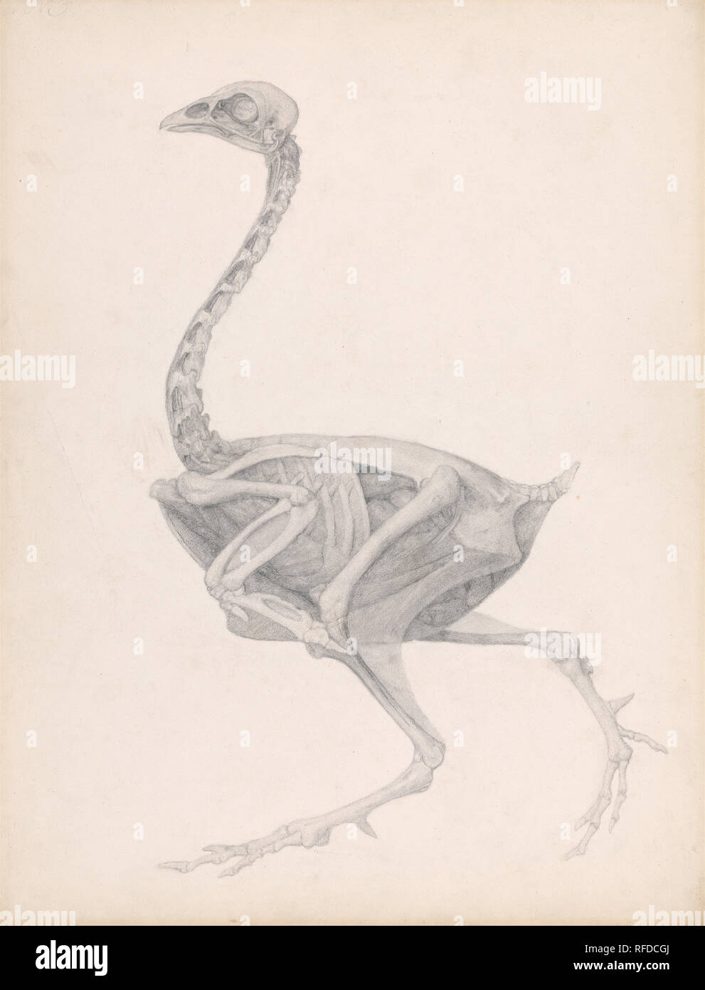 Un confronto esposizione anatomica della struttura del corpo umano con quello di una tigre e di una politica comune di pollame: galline Corpo, Vista Laterale (altamente finito di studiare per un inedito tavolo; mostra l'ultima tappa di dissezione). Data/Periodo: Tra il 1795 e il 1806. Disegno. Grafite su Spesso, moderatamente testurizzato, crema carta intessuta con tracce di ben definito platemarks lungo i margini. Altezza: 540 mm (21.25 in); larghezza: 406 mm (15.98 in). Autore: George Stubbs. Foto Stock Un confronto esposizione anatomica della struttura del corpo umano con quello di una tigre e di una politica comune di pollame: galline Corpo, Vista Laterale (altamente finito di studiare per un inedito tavolo; mostra l'ultima tappa di dissezione). Data/Periodo: Tra il 1795 e il 1806. Disegno. Grafite su Spesso, moderatamente testurizzato, crema carta intessuta con tracce di ben definito platemarks lungo i margini. Altezza: 540 mm (21.25 in); larghezza: 406 mm (15.98 in). Autore: George Stubbs. Foto Stock