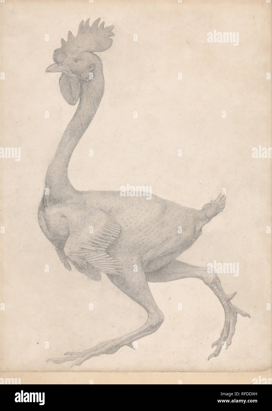 Un confronto esposizione anatomica della struttura del corpo umano con quello di una tigre e di una politica comune di pollame: galline, vista laterale con la maggior parte delle piume rimosso (finito di studiare per Tabella X). Data/Periodo: Tra il 1795 e il 1806. Disegno. Grafite su moderatamente denso, leggermente strutturata, crema carta intessuta con una striscia della stessa carta intessuta unita al bordo inferiore. Altezza: 565 mm (22.24 in); larghezza: 406 mm (15.98 in). Autore: George Stubbs. Foto Stock Un confronto esposizione anatomica della struttura del corpo umano con quello di una tigre e di una politica comune di pollame: galline, vista laterale con la maggior parte delle piume rimosso (finito di studiare per Tabella X). Data/Periodo: Tra il 1795 e il 1806. Disegno. Grafite su moderatamente denso, leggermente strutturata, crema carta intessuta con una striscia della stessa carta intessuta unita al bordo inferiore. Altezza: 565 mm (22.24 in); larghezza: 406 mm (15.98 in). Autore: George Stubbs. Foto Stock