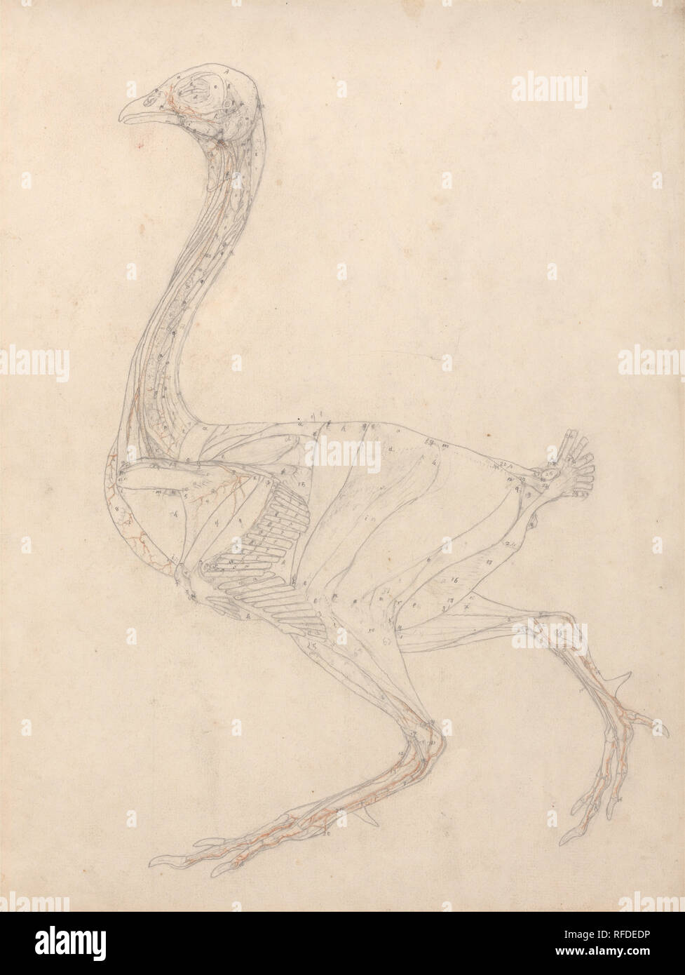 Un confronto esposizione anatomica della struttura del corpo umano con quello di una tigre e di una politica comune di pollame: galline Corpo, Vista Laterale (Studio per la figura chiave per tabella XV). Data/Periodo: 1795/1806. Grafite e gesso rosso sul thin, leggermente strutturata, crema carta intessuta. Larghezza: 37,8 cm. Altezza: 54 cm. Autore: George Stubbs. Foto Stock Un confronto esposizione anatomica della struttura del corpo umano con quello di una tigre e di una politica comune di pollame: galline Corpo, Vista Laterale (Studio per la figura chiave per tabella XV). Data/Periodo: 1795/1806. Grafite e gesso rosso sul thin, leggermente strutturata, crema carta intessuta. Larghezza: 37,8 cm. Altezza: 54 cm. Autore: George Stubbs. Foto Stock