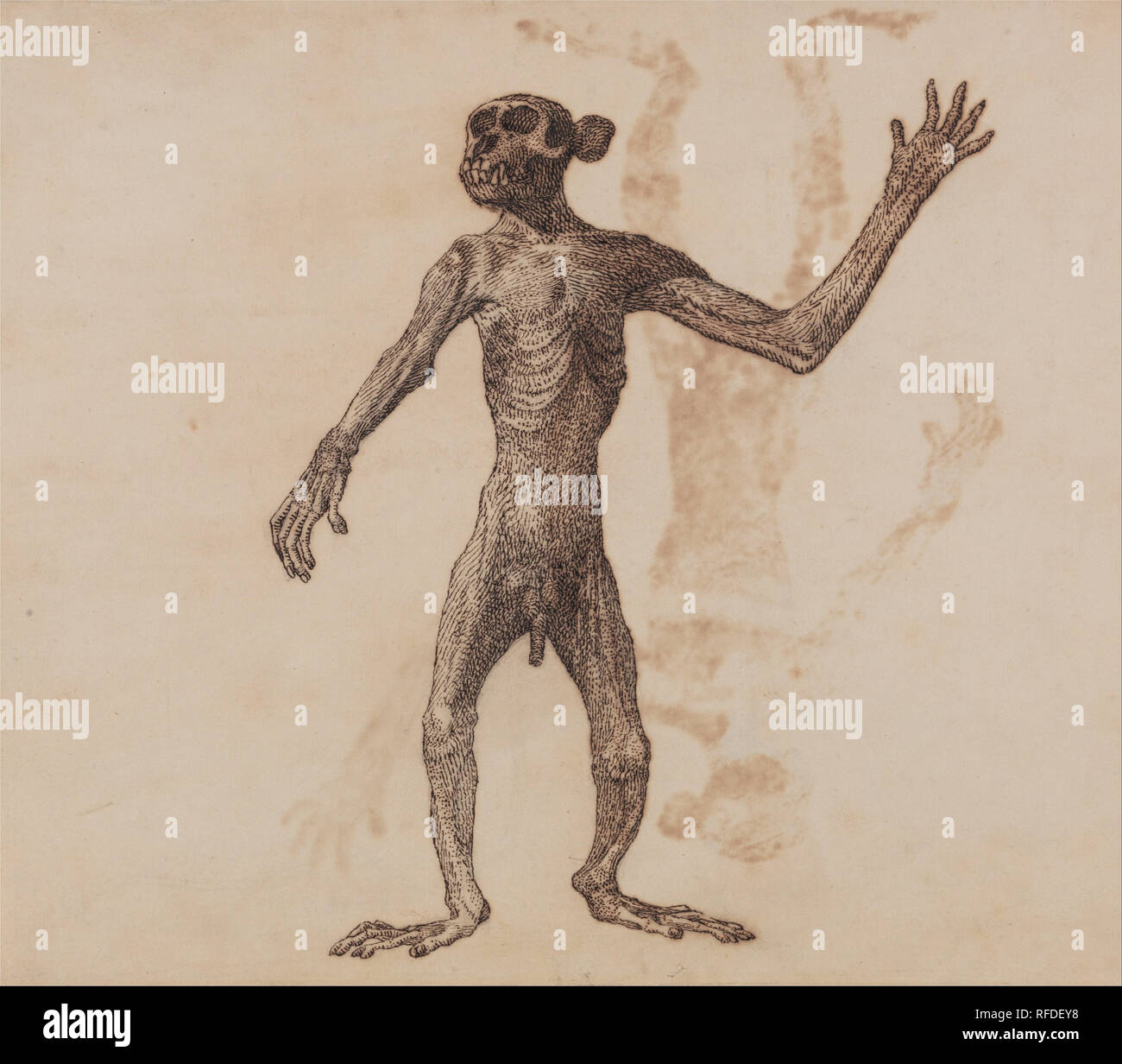 Un confronto esposizione anatomica della struttura del corpo umano con quello di una tigre e un comune Fowl: Monkey Standing, vista anteriore. Data/Periodo: 1795 a 1806. Disegno. Penna con ferro da stiro gall, inchiostro e grafite; tergo: macchia di inchiostro sul thin, leggermente strutturata, crema carta intessuta stabilite sulla crema, medie, leggermente strutturata, di cui la carta. Altezza: 286 mm (11.25 in); larghezza: 337 mm (13,26 in). Autore: George Stubbs. Foto Stock