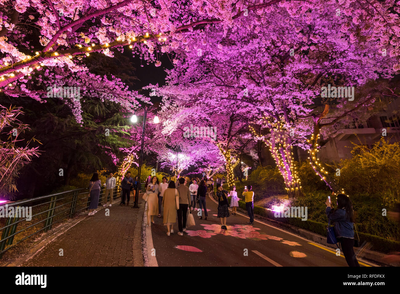 Vista notturna di Cherry Blossom Festival all'E-World 83 Torre Foto Stock