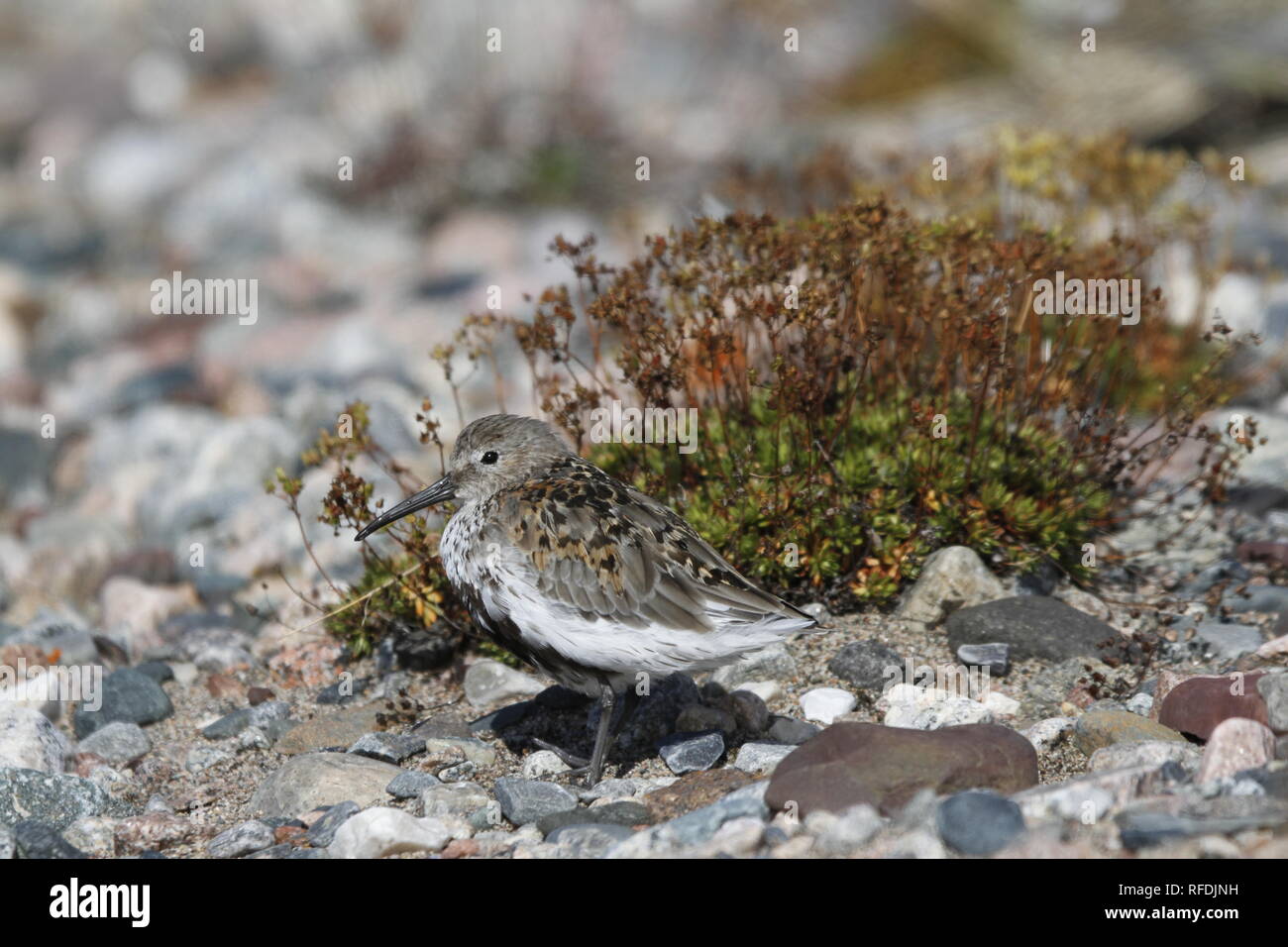 Dunlin (Calidris alpina), una di medie dimensioni sandpiper e permanente shorebird lateralmente con piante in background Foto Stock