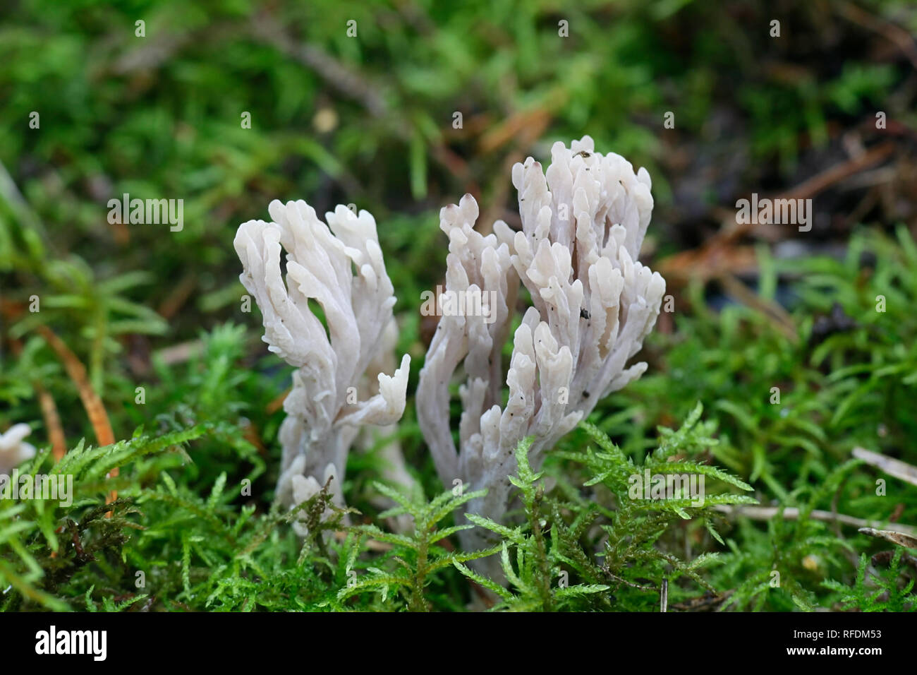 Corallo grigio fungo, Clavulina cinerea Foto Stock