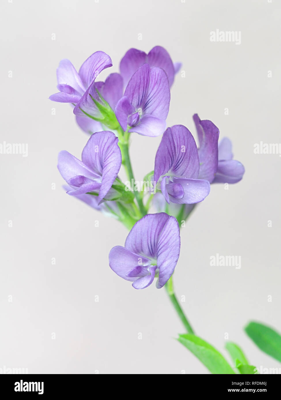 Erba medica, chiamato anche lucerna, Medicago sativa, crescente selvatici in Finlandia Foto Stock