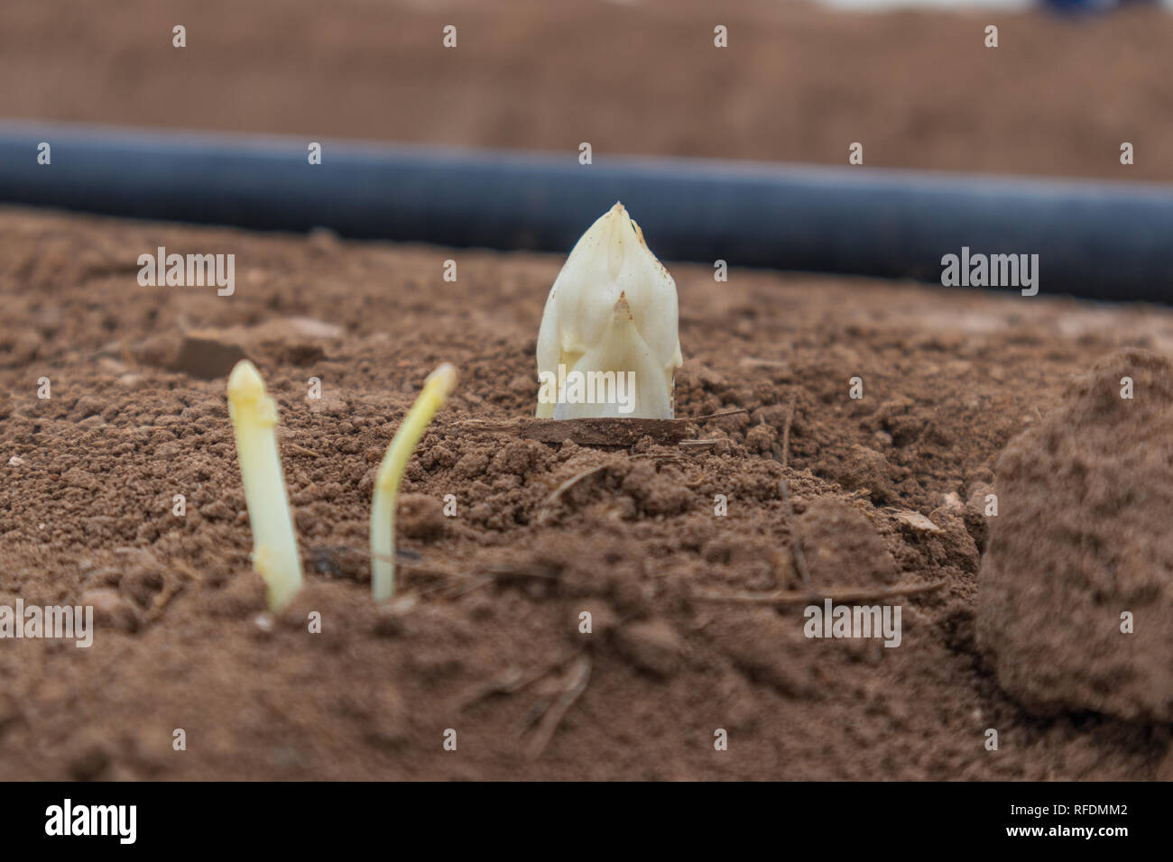 Weisser Spargel auf dem Feld Foto Stock