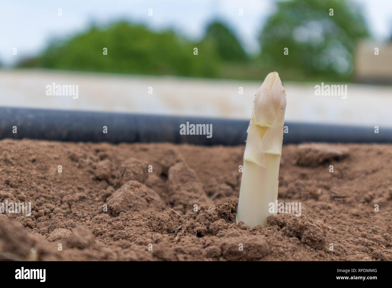 Weisser Spargel auf dem Feld Foto Stock