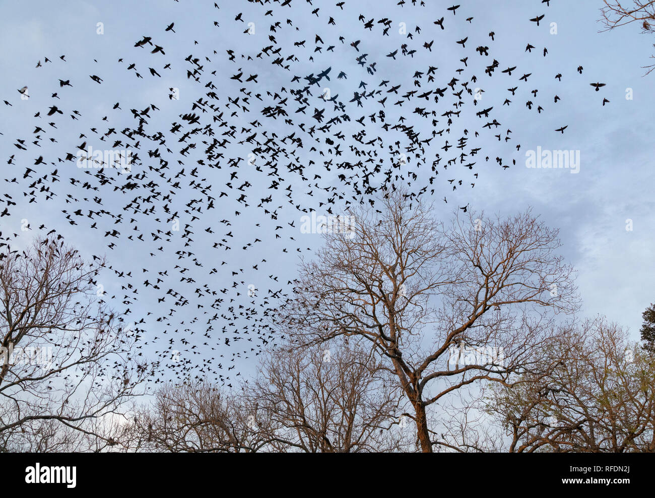 Parte della serata enorme roost di gran-tailed grackle, Quiscalus mexicanus, in Brazos Bend State Park, Texas. Foto Stock