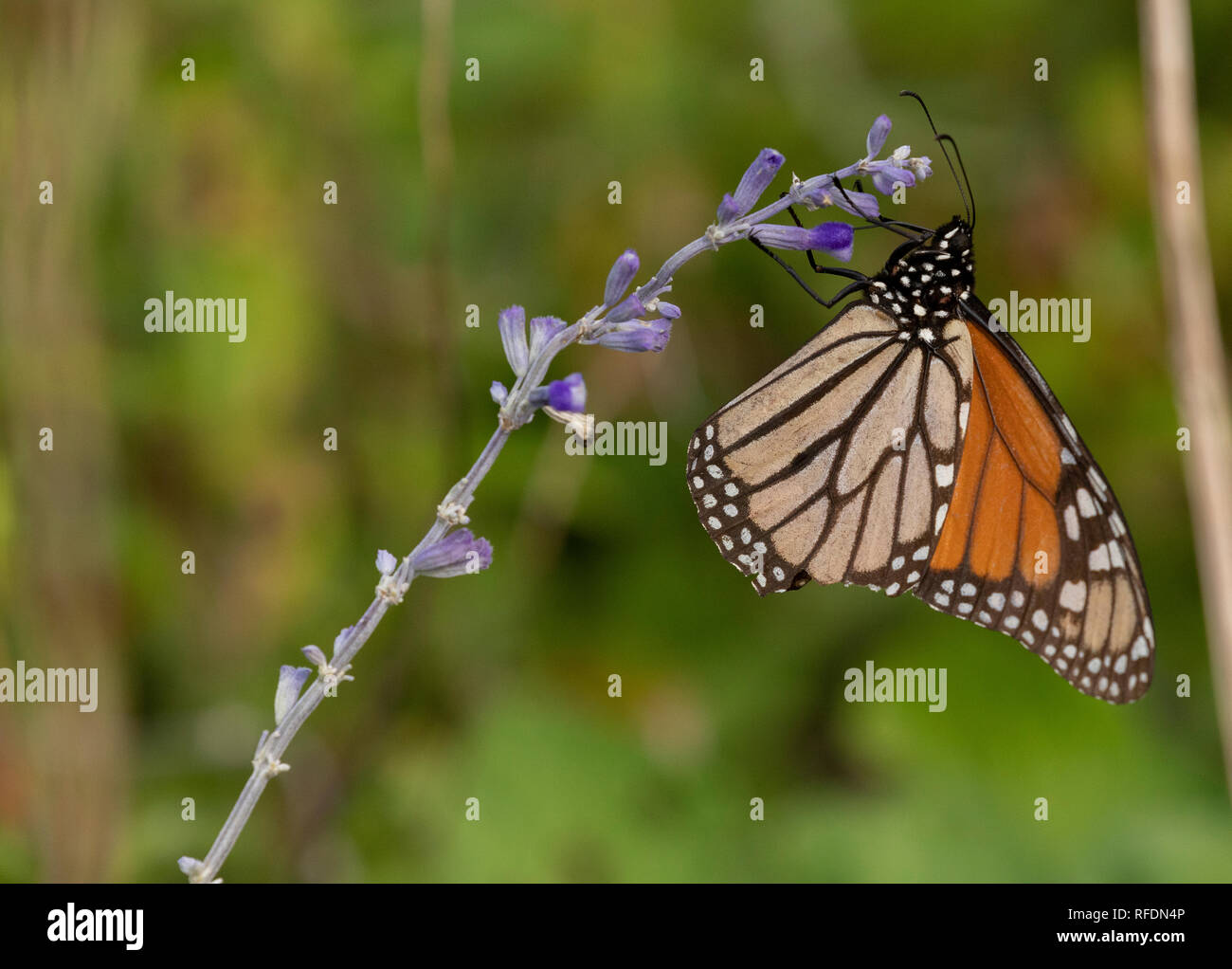 Farfalla monarca, Danaus plexippus, alimentando sui fiori nel giardino della fauna selvatica, Texas. Foto Stock