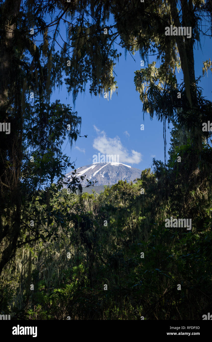 I visitatori in Africa la montagna più alte e più alte del mondo montagna autoportante, il Monte Kilimanjaro, passa attraverso 5 zone di vegetazione sulla salita Foto Stock