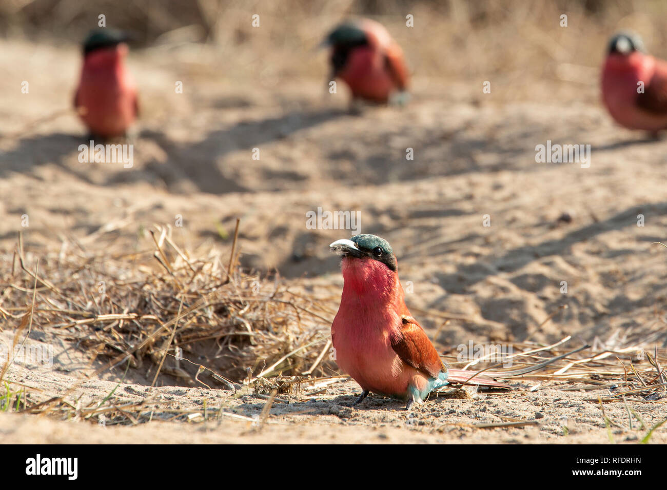 Southern carmine Gruccione (Merops nubicoides) dal profondo nest ha scavato nella sabbia di fiume Zambezi in Namibia. Foto Stock