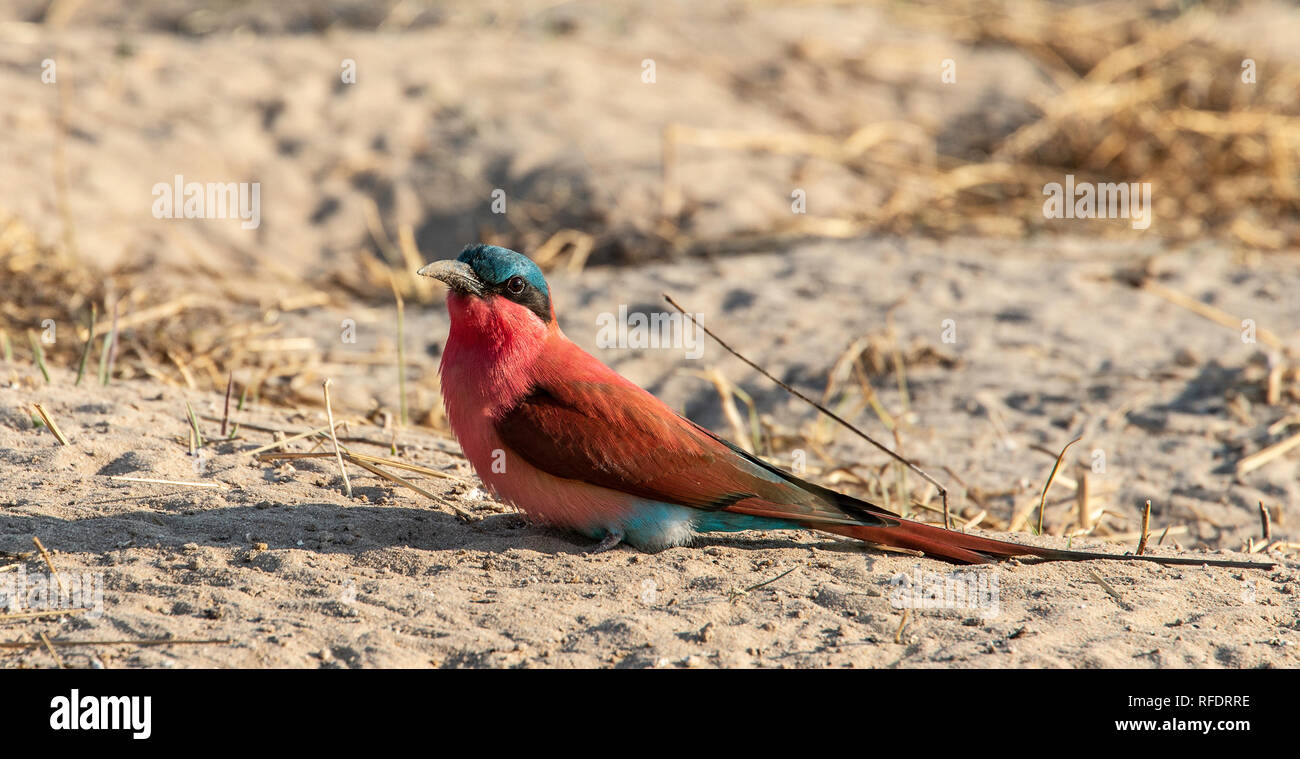 Southern carmine Gruccione (Merops nubicoides) dal profondo nest ha scavato nella sabbia di fiume Zambezi in Namibia. Foto Stock