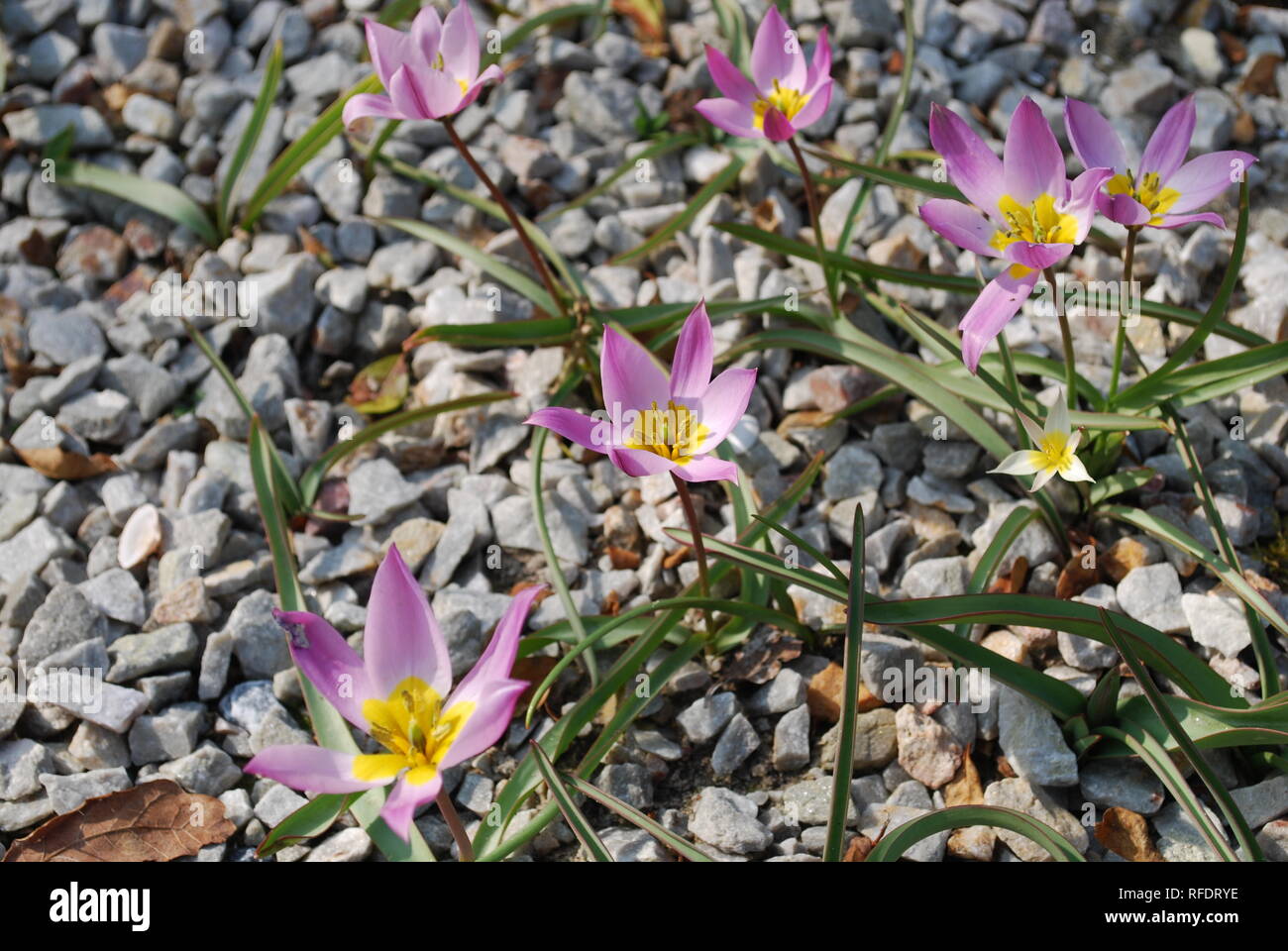 Romulea rosea cresciuto nel parco. Piante decorative per giardino di roccia. Foto Stock