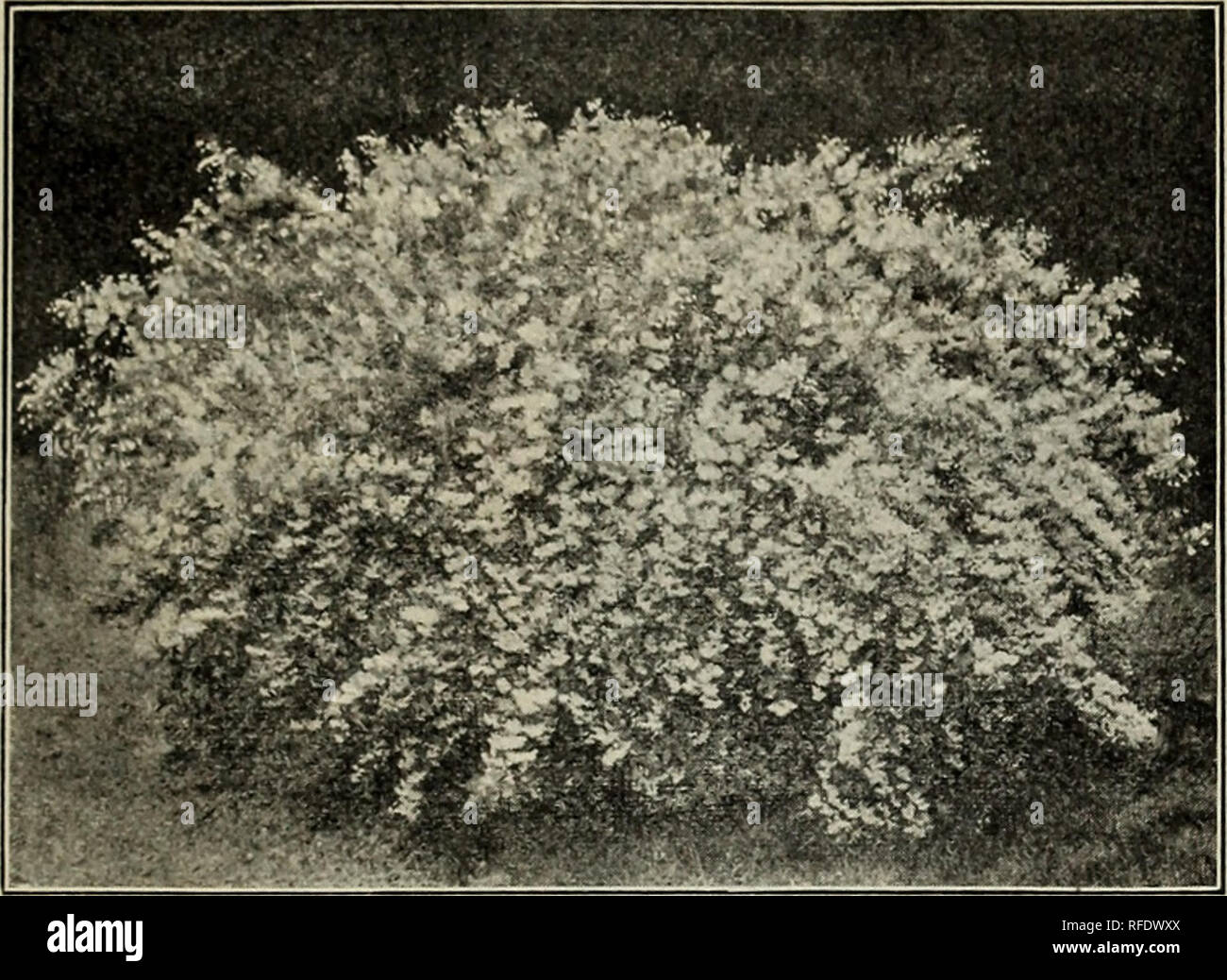 . Il Cromwell vivaio : MCMII. Vivaio Connecticut Cataloghi Cataloghi di frutta; alberi da frutto piantine cataloghi; piante ornamentali, cataloghi. Il Cromwell Nupsepy,3Cromwell, Conn. 23. DEUTZIA GRACILIS. HARDY un elenco selezionato o ALTHEAS. Double-Flowering rosso, bianco, viola e blu. Da 3 a 4 piedi. 25 cts. Mandorla, doppio - fioritura, rosa e bianco. Da 3 a 4 piedi. 25 cts. AZALEA mollis. Brillante. iK piedi. 75 cts. Gand. Rosa, Rosso, bianco e giallo. 1% di piedi. 75 cts. CALYCANTHUS (Sweet-Scented arbusto). Pine-apple-profumato, cioccolato-fiori colorati. 25 cts. DEUTZIA gracilis. La nana bianca. iH a 2 piedi. 2 Foto Stock