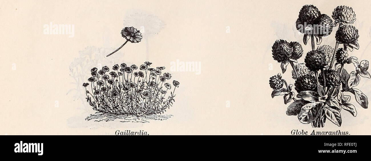 . Alta classe sementi e attrezzi. Vivaio New Jersey Paterson cataloghi; semi di ortaggi cataloghi; fiori Semi cataloghi; semi di graminacee cataloghi; attrezzi agricoli cataloghi. 36 MUZZY BEOTHERS' CATALOGO DI SEEbS.. Nome la robustezza e la durata Altezza in piedi colore prezzo per pacchetto hA b. &Amp; w. 5 hB 1 misto 5 (i 1 10 ( t 1 (&LT; 10 tA 10 viola 5 10 bianco 5 hhp 4 scarlet 10 6 25 gs 2-3 vari 50 1-2 10 ettari 2 viola 10 ( ( 1 giallo 5 ( I 1 crimson 10 TP 6 fogliame 10 ettari 2 varie 5 hp 8 bianco 5 8 scarlet 5 gP 1-2 fogliame 25 10 hp 3 VARI 5 hhp 2 5 3-6 i ( 50 2 11 5 1% (( 25 1 rosa Foto Stock