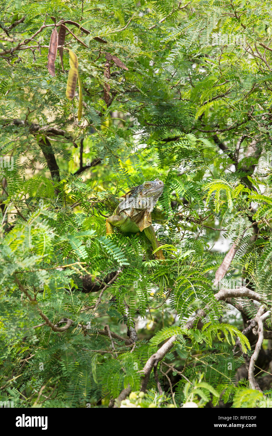Francia, Martinica, Fort-de-France, Iguana. Foto Stock