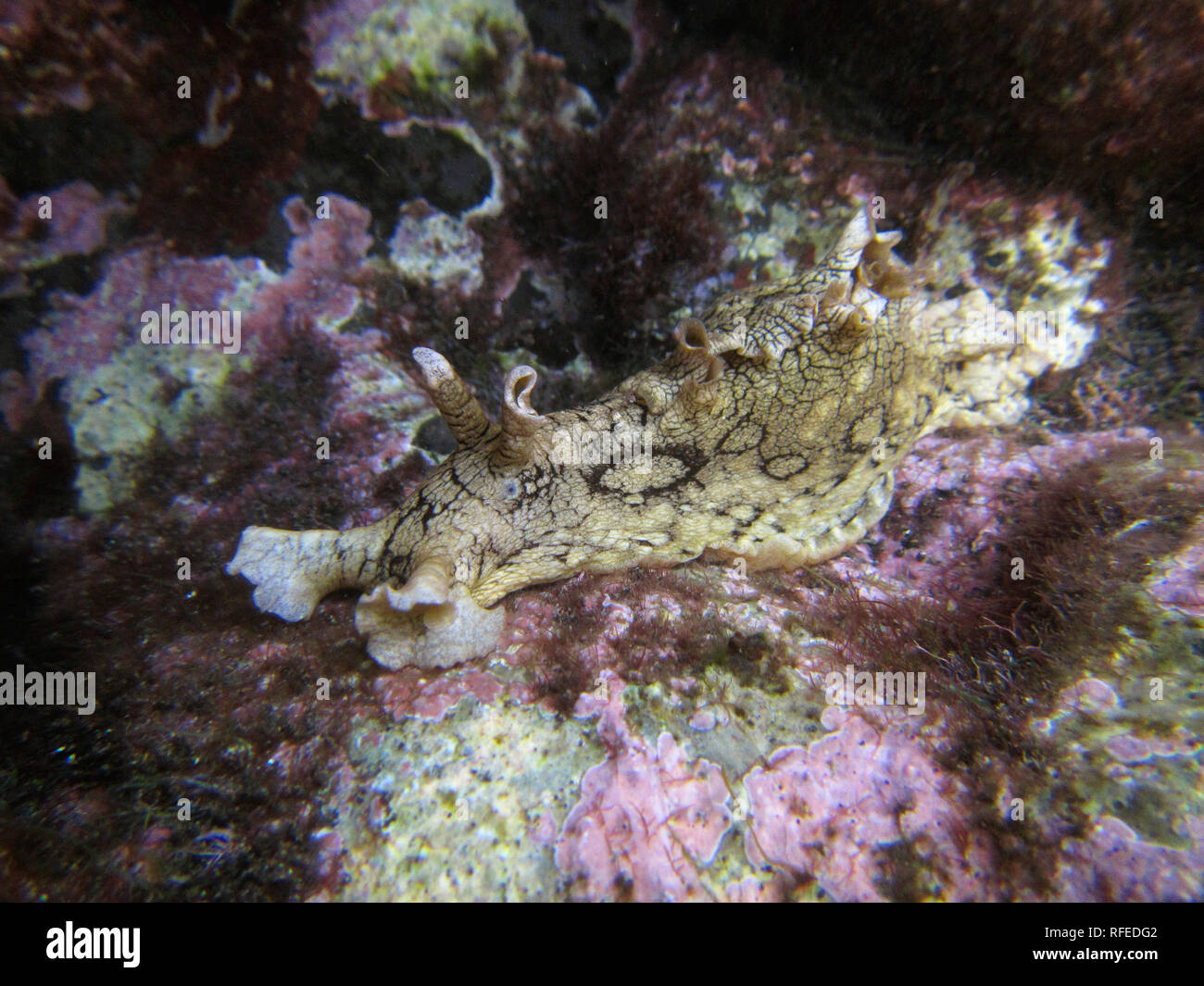Spagna Isole Canarie La Gomera. Valle Gran Rey. Mare maculato lepre (Aplysia dactylomela). Foto Stock