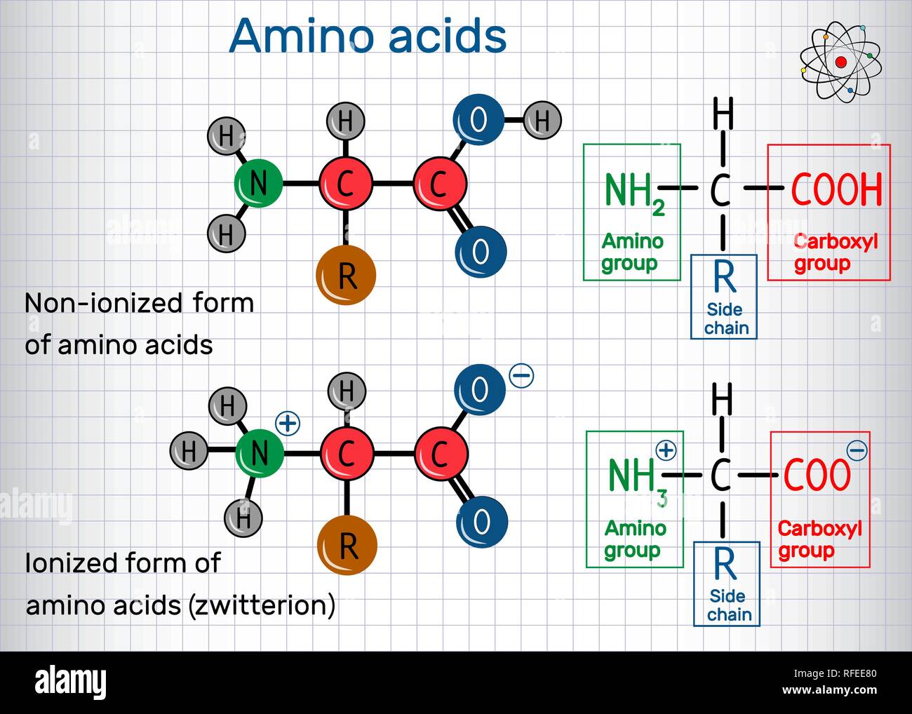 Formula generale di ammino acidi, ionizzati e non ionizzati zwitterion (forme). Formula chimica di struttura e la molecola modello. Foglio di carta in una gabbia. Illustrazione Vettoriale