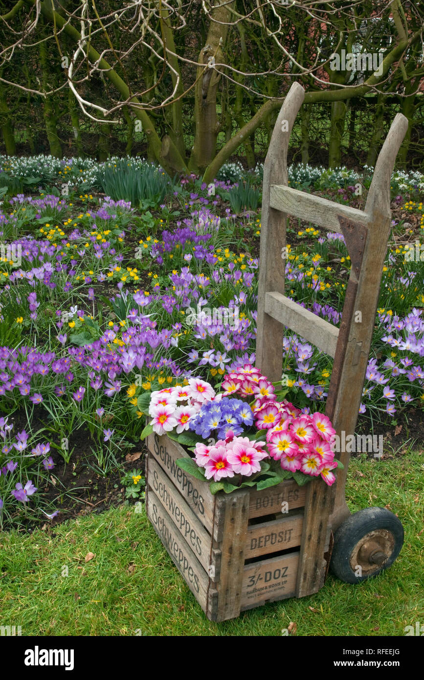 Polyanthus nel Giardino Norfolk febbraio Foto Stock