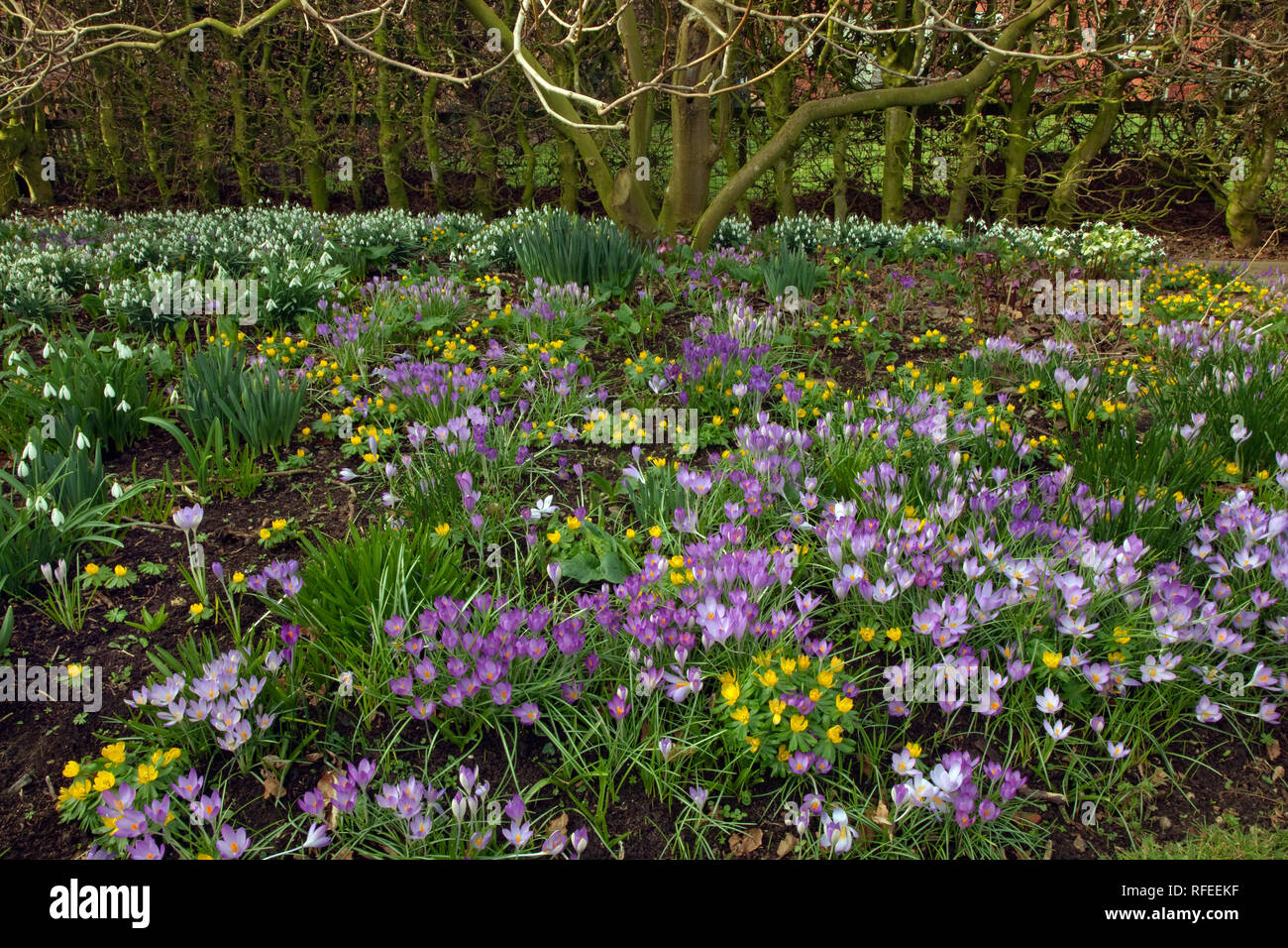 La molla Crocus aconiti Eranthis hyemalis Polyanthus e bucaneve nel Giardino Norfolk Marzo Foto Stock