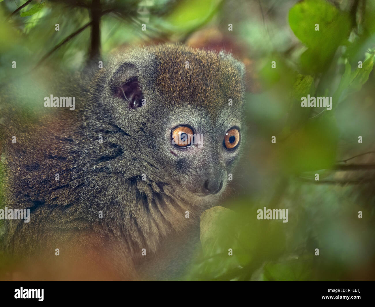 Western minore lemure bambù Hapalemur occidentalis noto anche come il nord del bamboo lemur ,western lemure dolce,Sambirano minore lemure di bambù Foto Stock