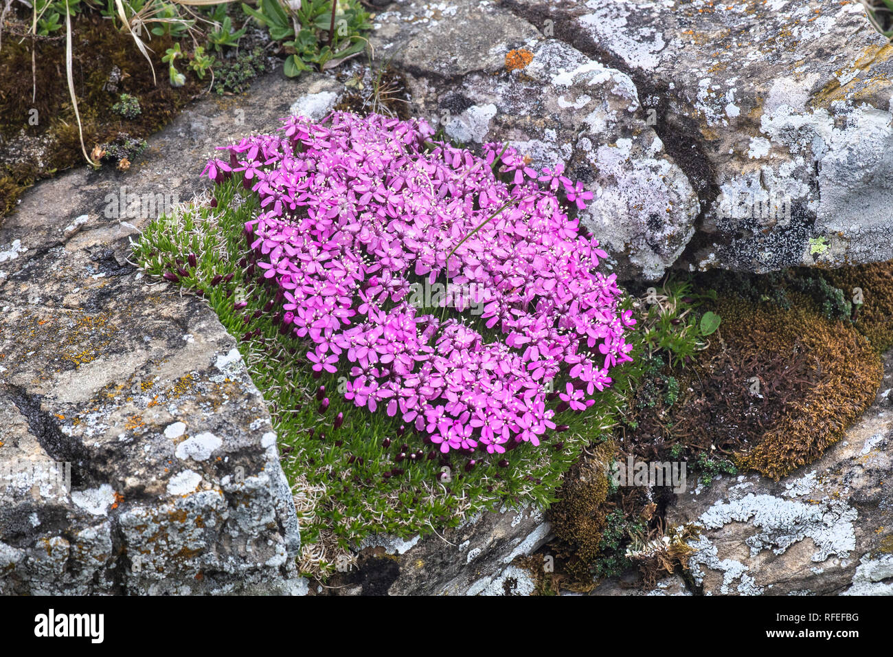 La Svizzera, Alpi Berner Oberland, la molla. Grindelwald. Mannlichen. Fiori di montagna. Foto Stock