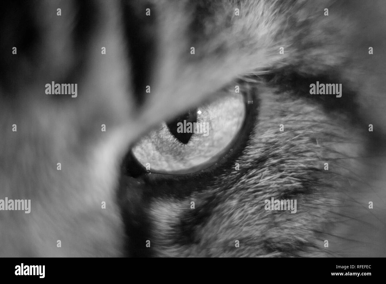 L'occhio di gatto domestico. Il Pet. Bellissima l'occhio. Peli di animali Foto Stock