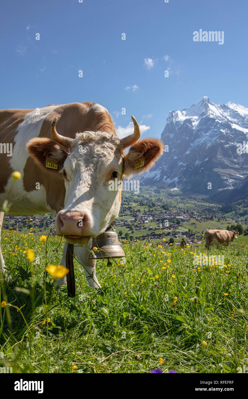 La Svizzera, Alpi Berner Oberland, Grindelwald. Molla. La mucca. Bovini Simmental. Background Wetterhorn montagna. Foto Stock