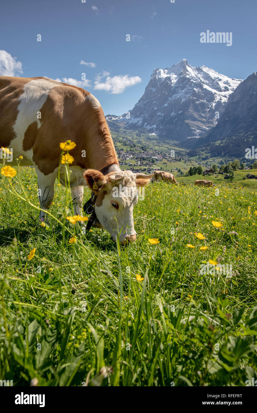 La Svizzera, Alpi Berner Oberland, Grindelwald. Molla. La mucca. Bovini Simmental. Background Wetterhorn montagna. Foto Stock