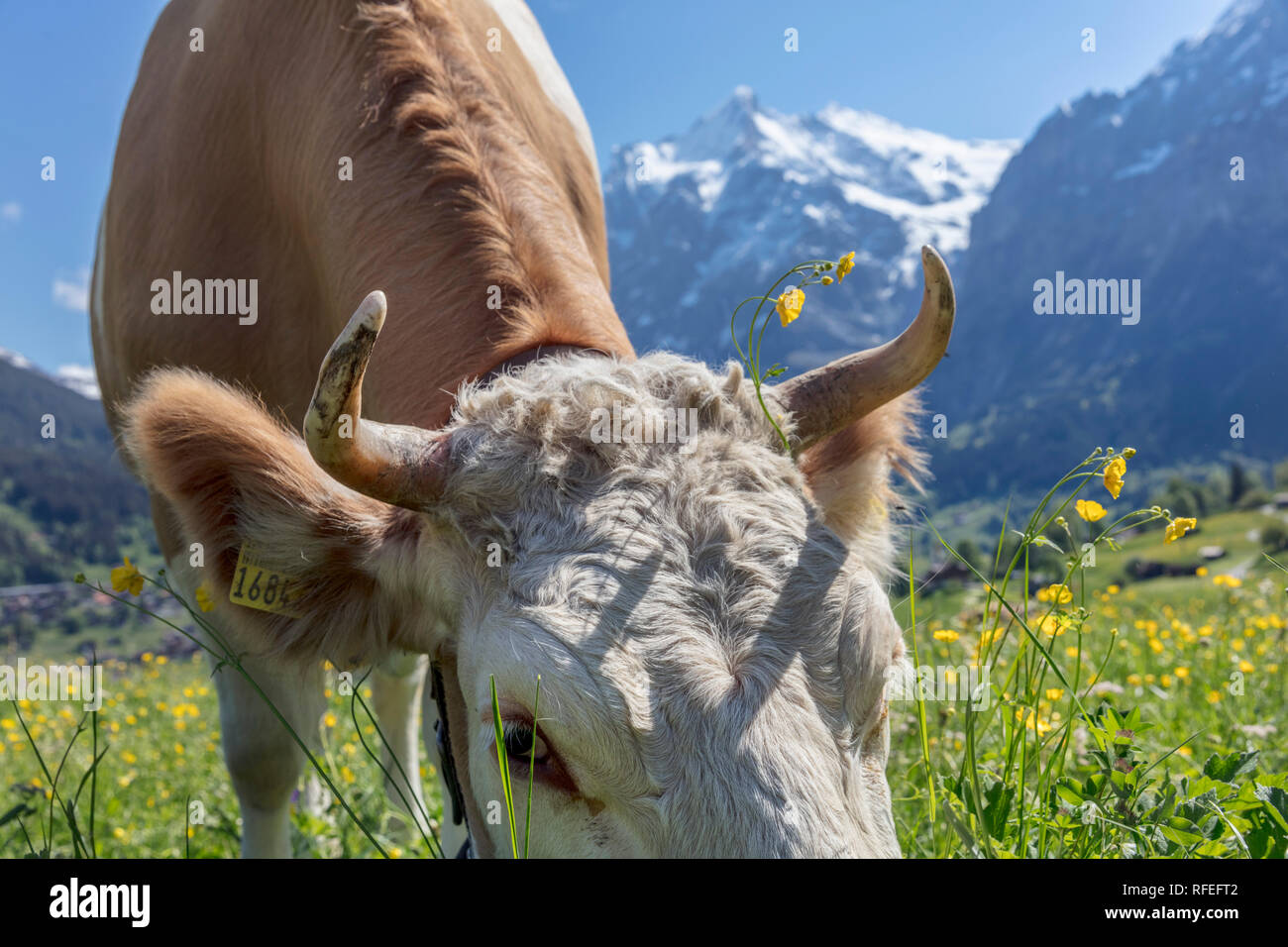 La Svizzera, Alpi Berner Oberland, Grindelwald. Molla. La mucca. Bovini Simmental. Foto Stock