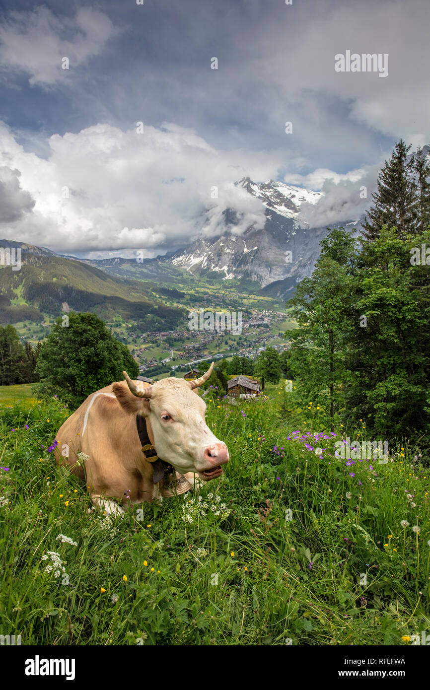 La Svizzera, Alpi Berner Oberland, Grindelwald. Molla. La mucca. Bovini Simmental. Foto Stock