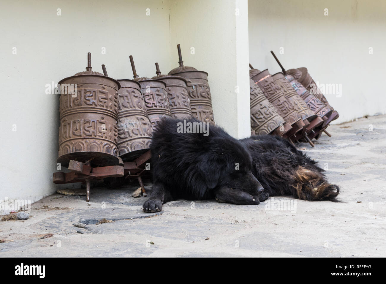 Cane sdraiato accanto a buddista tibetano ruote della preghiera a Namche Bazaar, Sagarmatha, Nepal Foto Stock