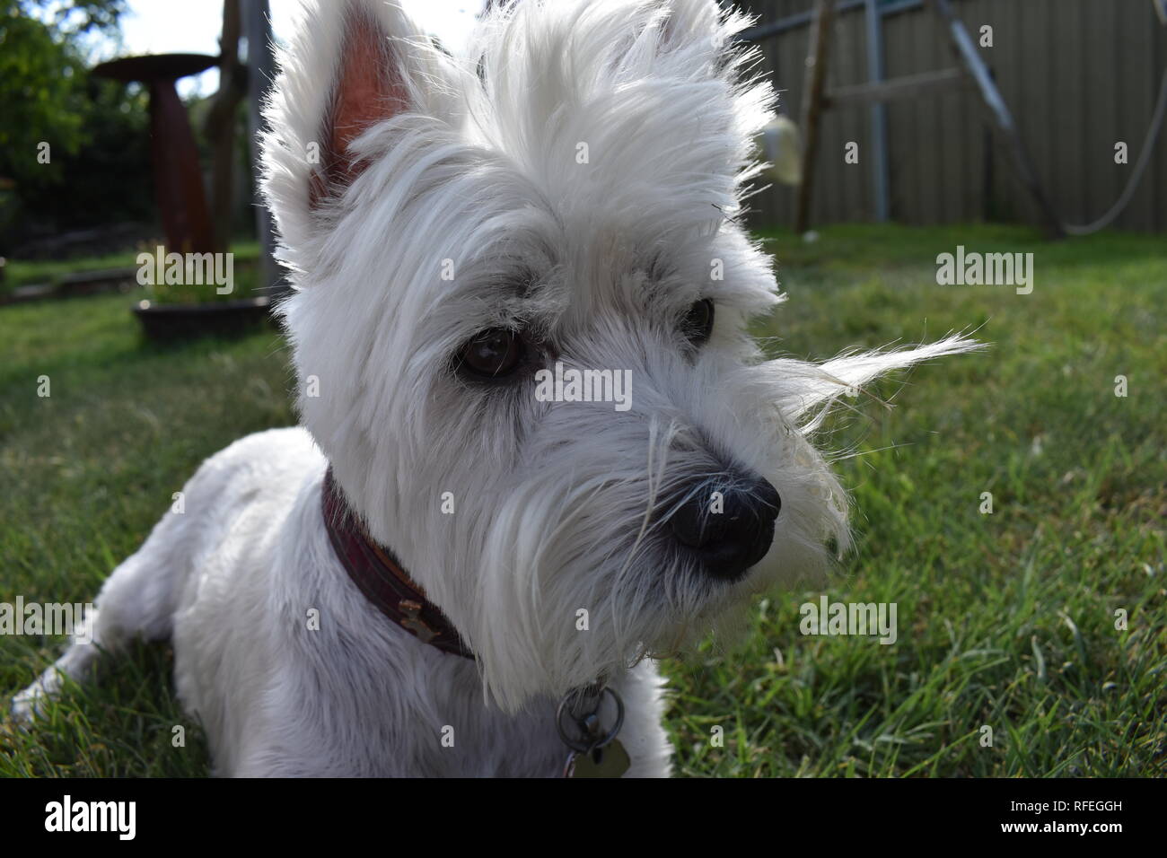 Colpo di West Highland Terrier, incorniciato dal davanti. Foto Stock