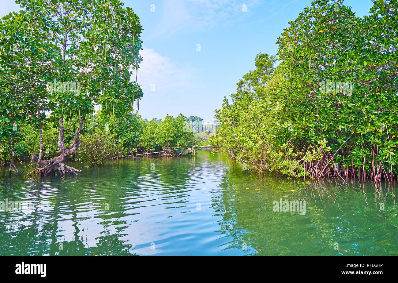 Il rosso la foresta di mangrovie costituisce l'acqua stretti corridoi e modi curva tra le piante lussureggianti e aggrovigliato prop radici, Kangy river, Chaung Tha, Myanma Foto Stock