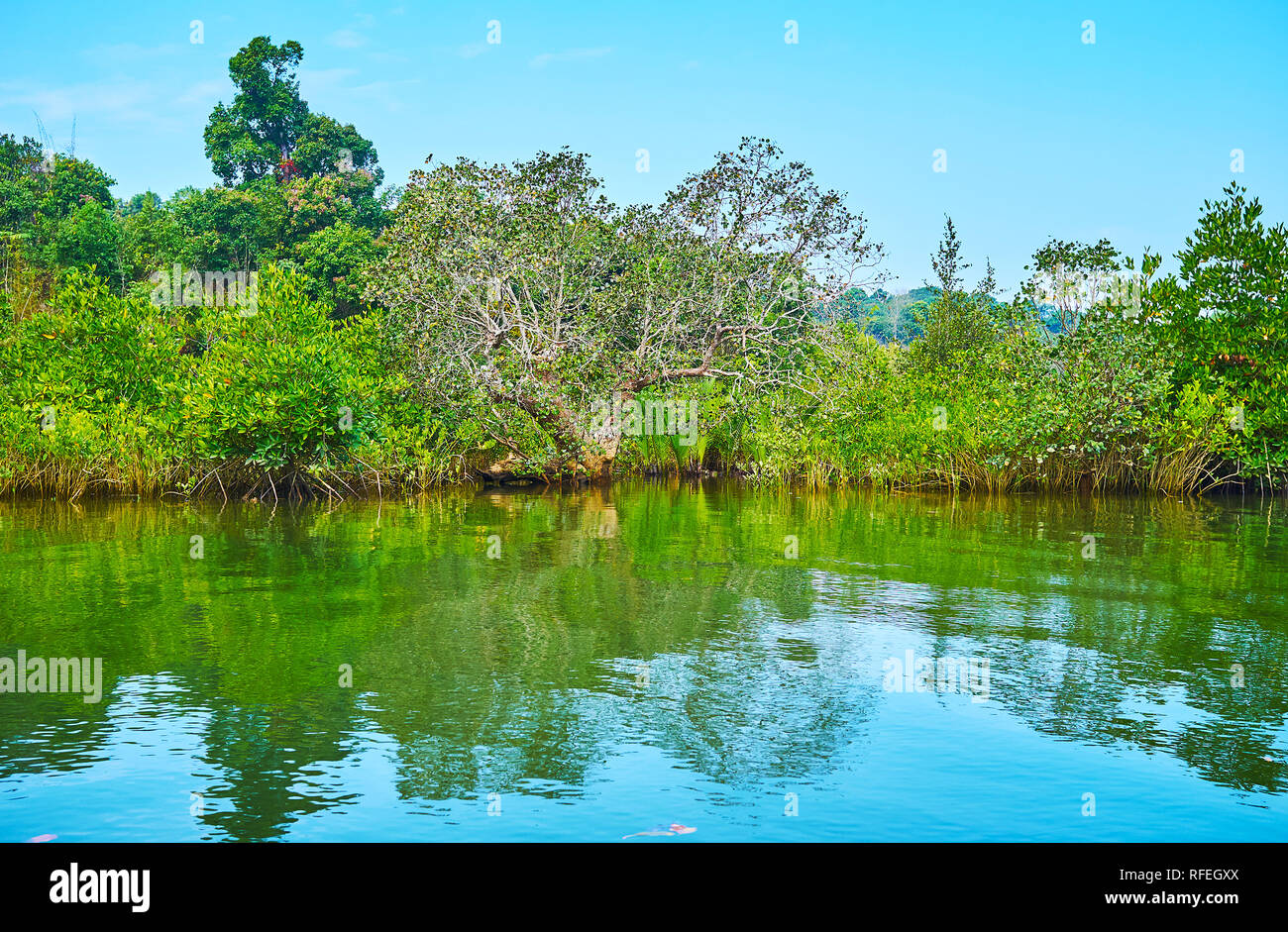 Il tropical la foresta di mangrovie si riflette nelle acque del fiume Kangy, Chaung Tha, Myanmar. Foto Stock