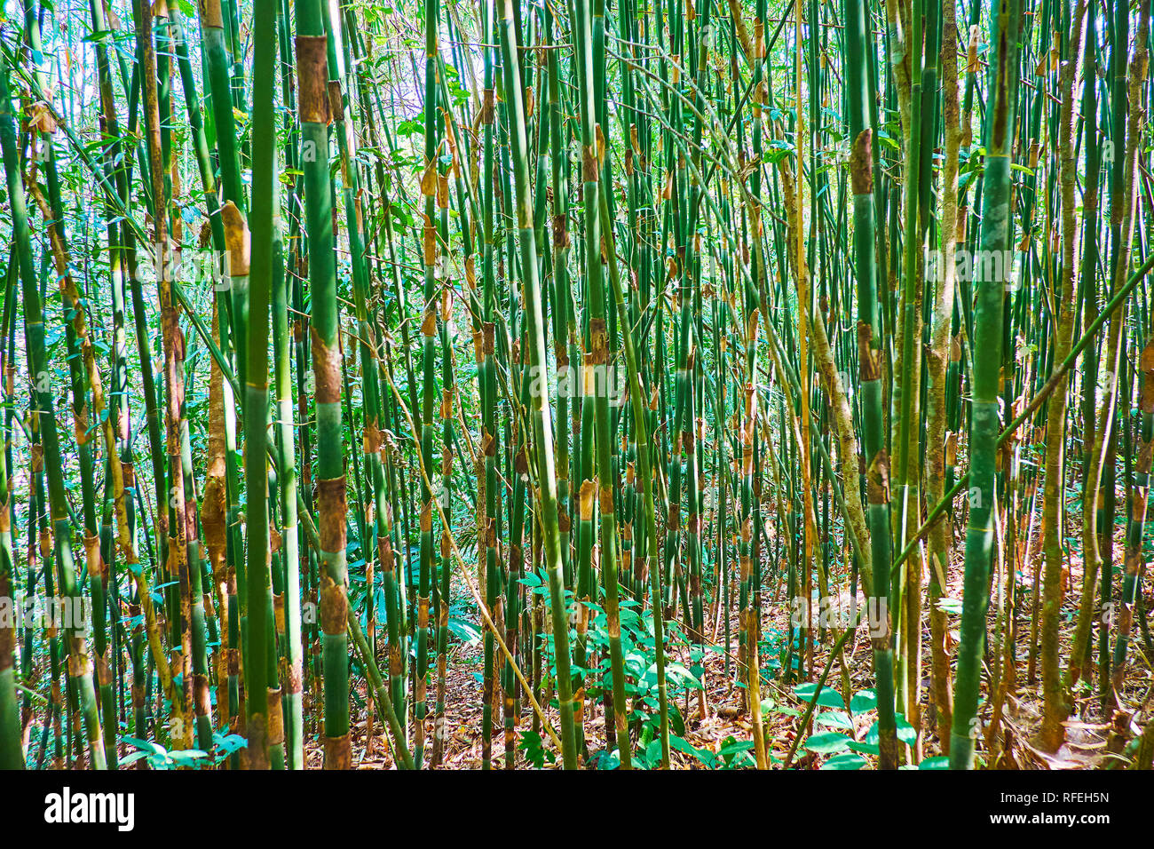 Esplorare la foresta tropicale, passeggiate in densi canneti di bambù con succosa stocchi verdi, Chaung Tha zona ricreativa, Myanmar. Foto Stock