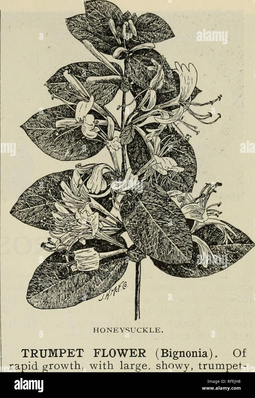 . Piante ornamentali e alberi da frutto, arbusti, rose, ecc., 1901-1902. Vivai (orticoltura), Iowa, cataloghi e alberi da frutto, cataloghi; alberi ornamentali, cataloghi; arbusti, cataloghi; rose, cataloghi. Vivai centrale - Scelta gli alpinisti 39 vite di cannella. Questa bella scalatore emette dai suoi fiori la delizia- ful odore di cannella. Perfettamente hardy, lo stelo verso il basso muoiono ogni anno in autunno ma nuovamente a crescere rapidamente in modo tale da coprire completamente qualsiasi traliccio o arbor molto presto nella stagione. Esso si propaga dal bulbo piccolo- permette che fanno da 10 a 20 piedi di vite. Caprifoglio cinese Twining {Lonicera Japonica Foto Stock