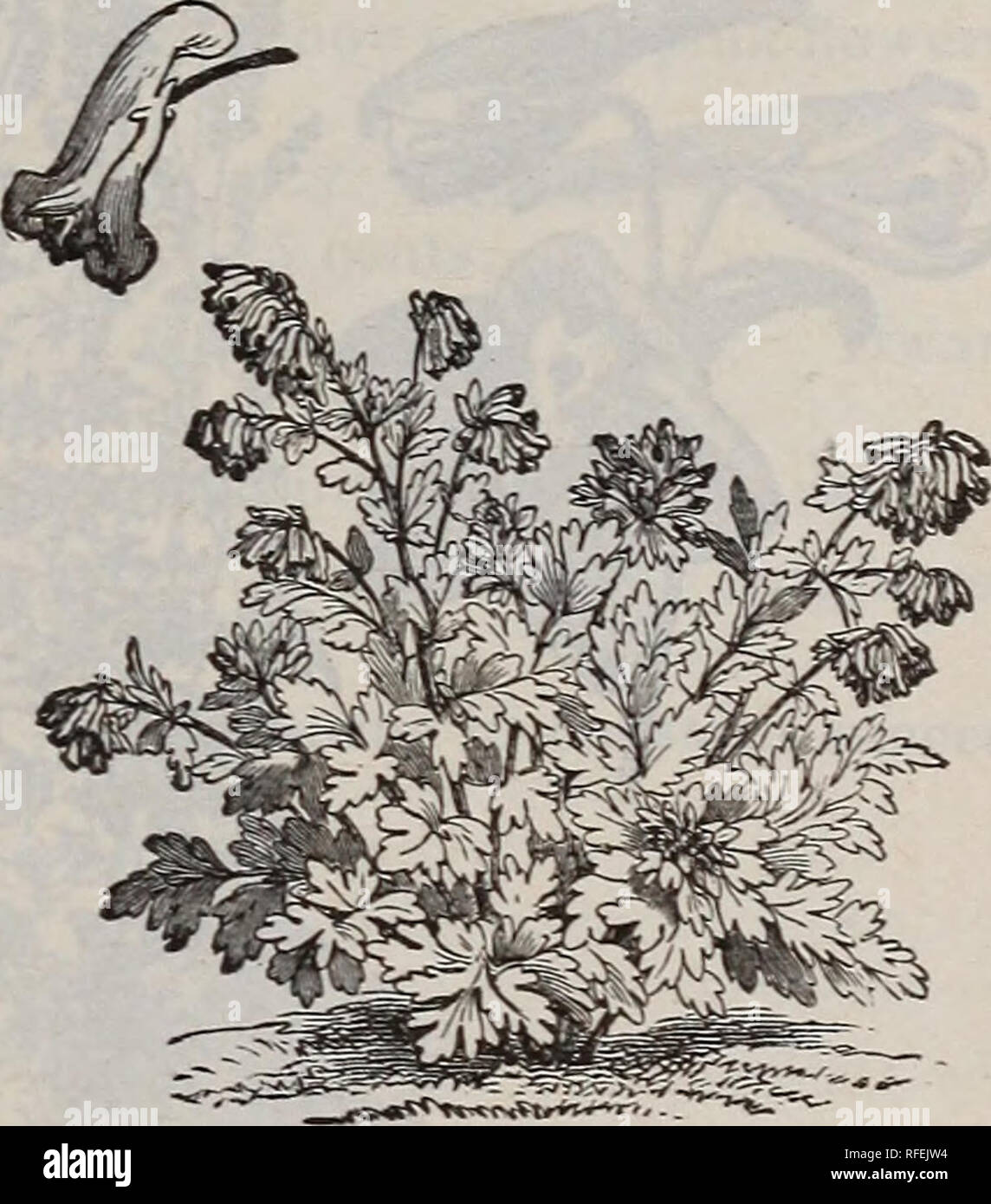 . Catalogo di hardy alberi ornamentali, arbusti, e vigne, Hardy fiori e grandi e piccoli frutti. Vivaio Massachusetts cataloghi; Vivai (orticoltura) Massachusetts cataloghi; piante ornamentali, cataloghi; alberi piantine cataloghi; arbusti ornamentali Cataloghi Cataloghi di fiori e alberi da frutto piantine Cataloghi Cataloghi di frutta. Catalogo del vivaio di lettura, messa. -J. W. Manning, titolare. 99 C. rosea. 6 m., G-9. Amer. Neat tufted abitudine di crescita. Fiori rosa chiaro, piccole ma liberamente prodotte. 15 centesimi. C. tripteris. 7 ft., 6-8. Amer. Molto alto, portamento colonnare, ampia deep-verde fogliame Foto Stock